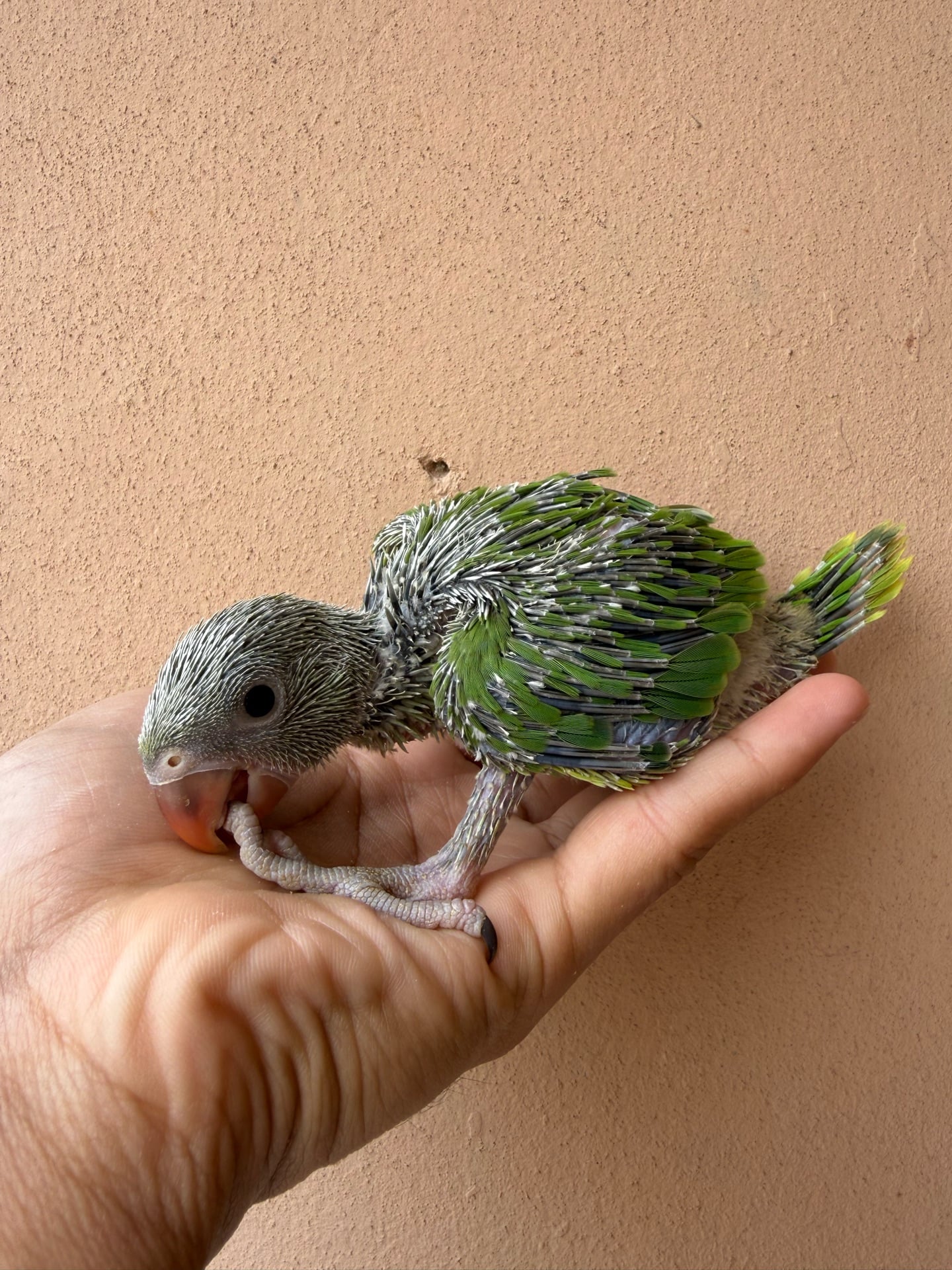 Indian Ringneck chick - Image 2