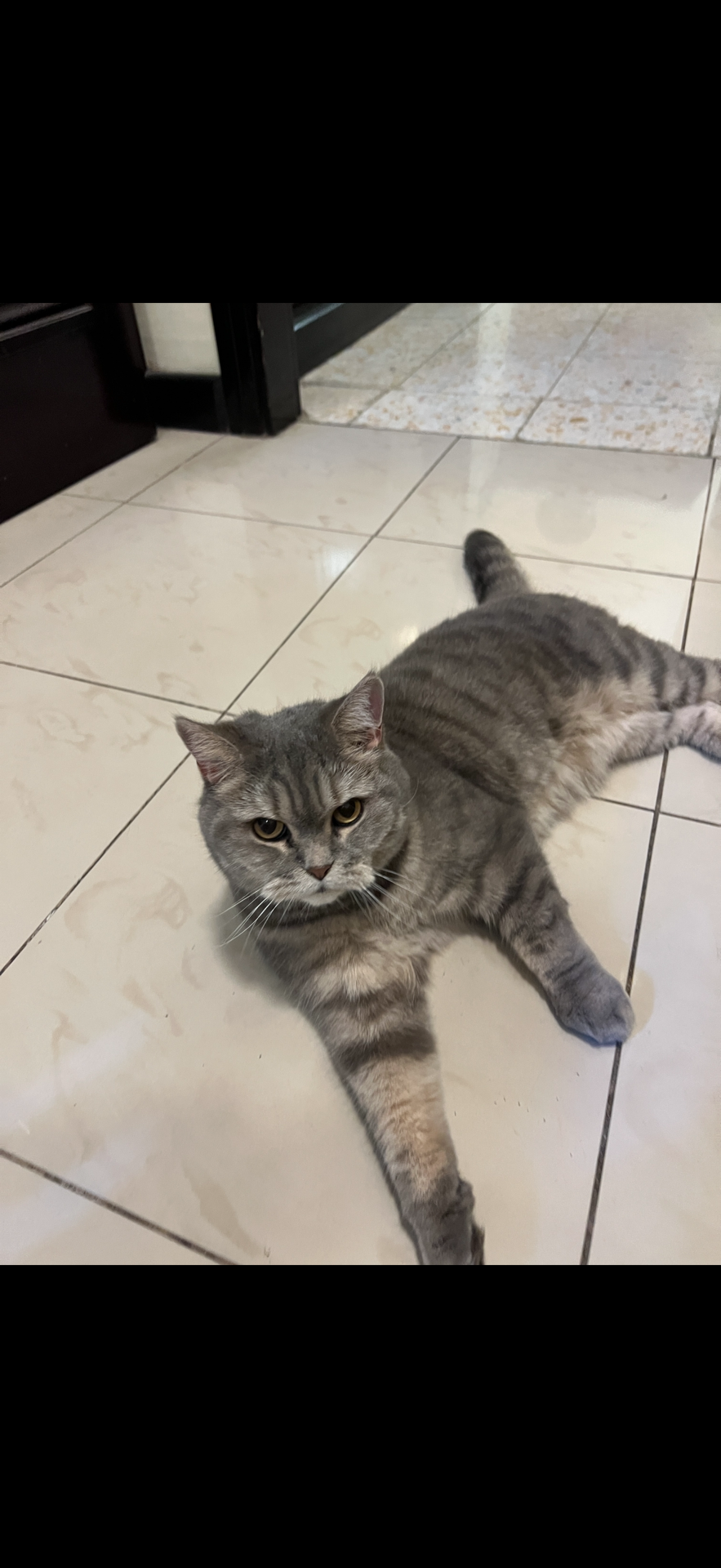 British short hair cat for adoption  - Image 7