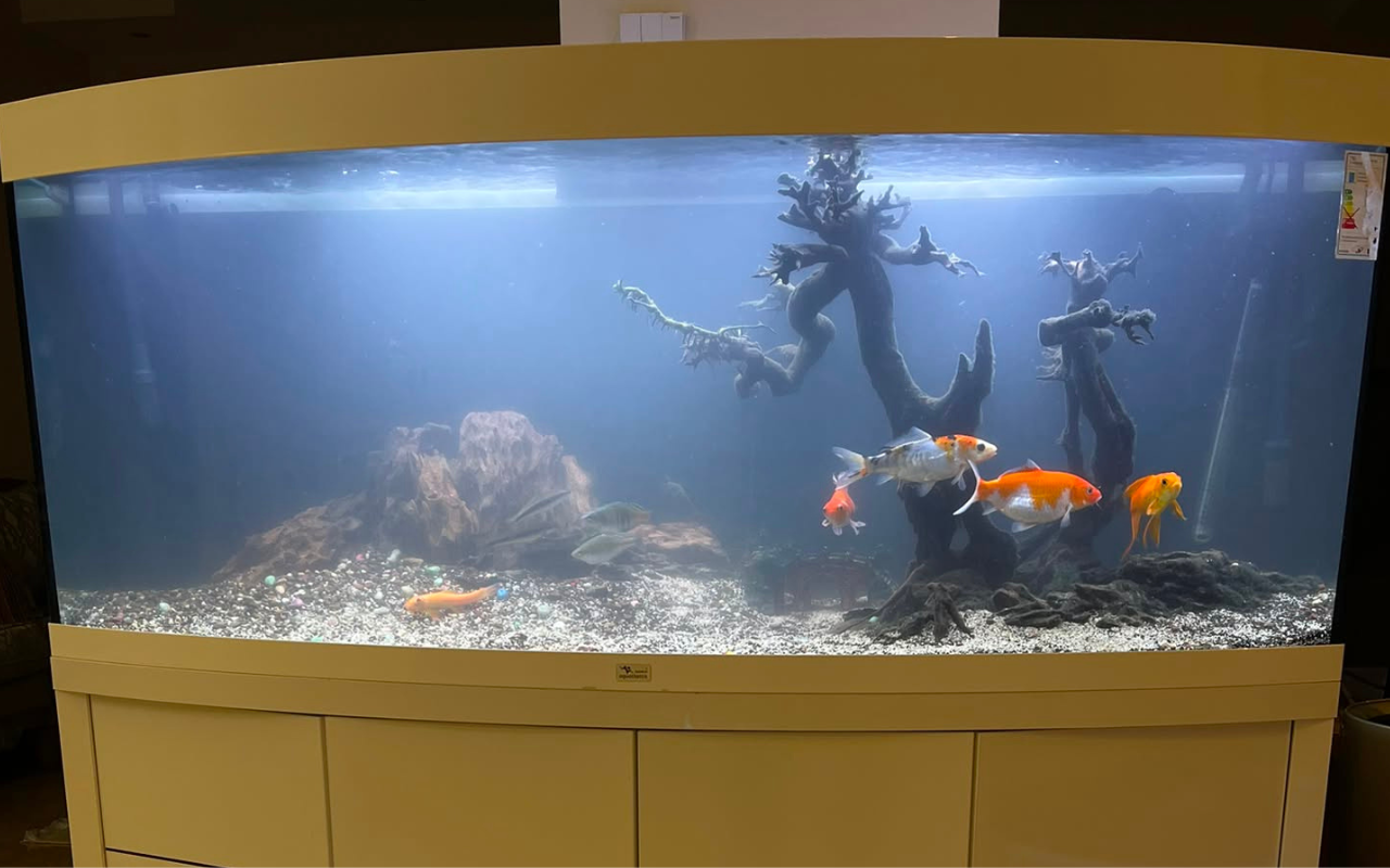 Professional Aquarium Maintenance at Home | From 300 QAR | Qatar - Image 6