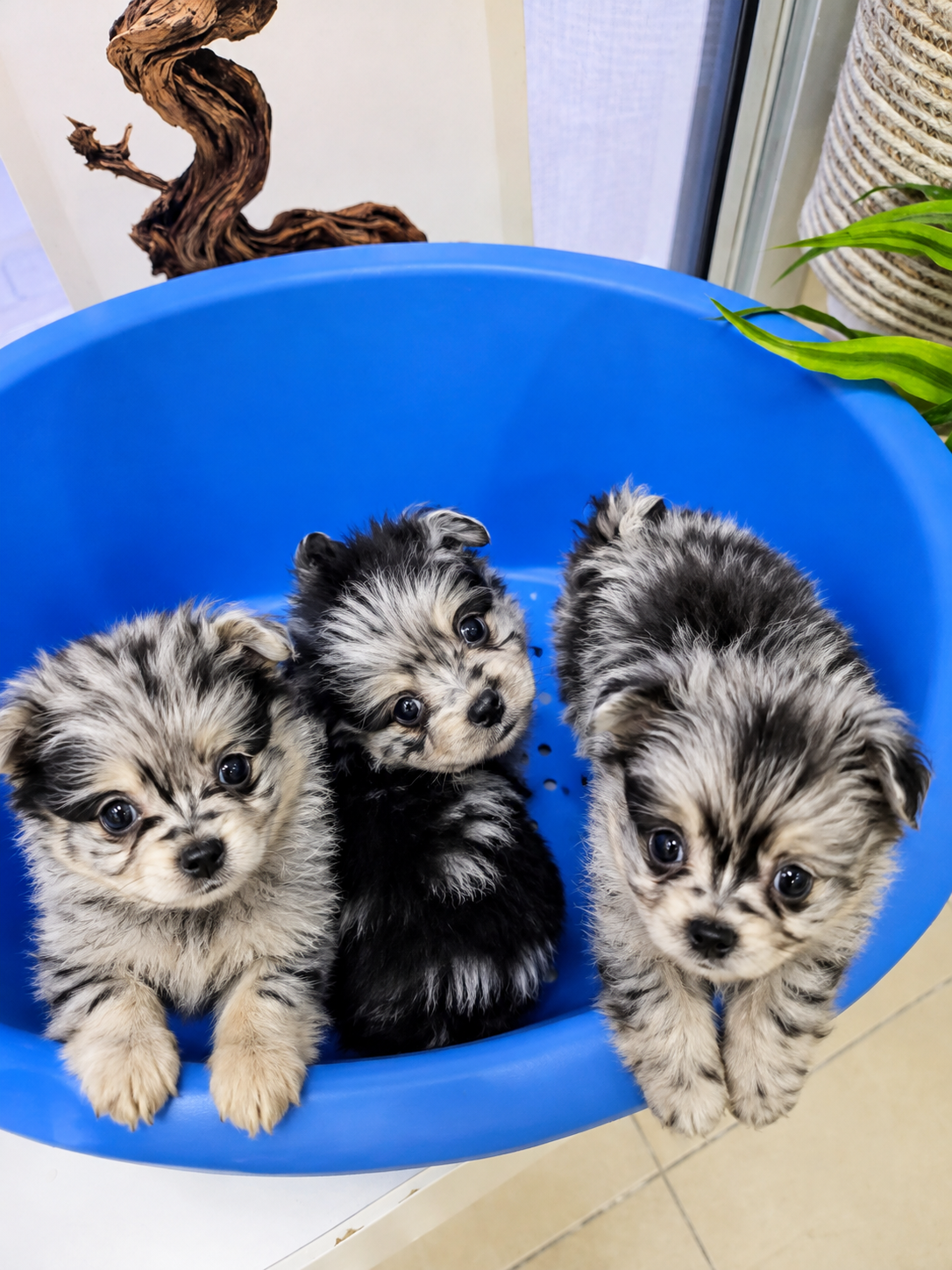 Pomapoo - Image 8