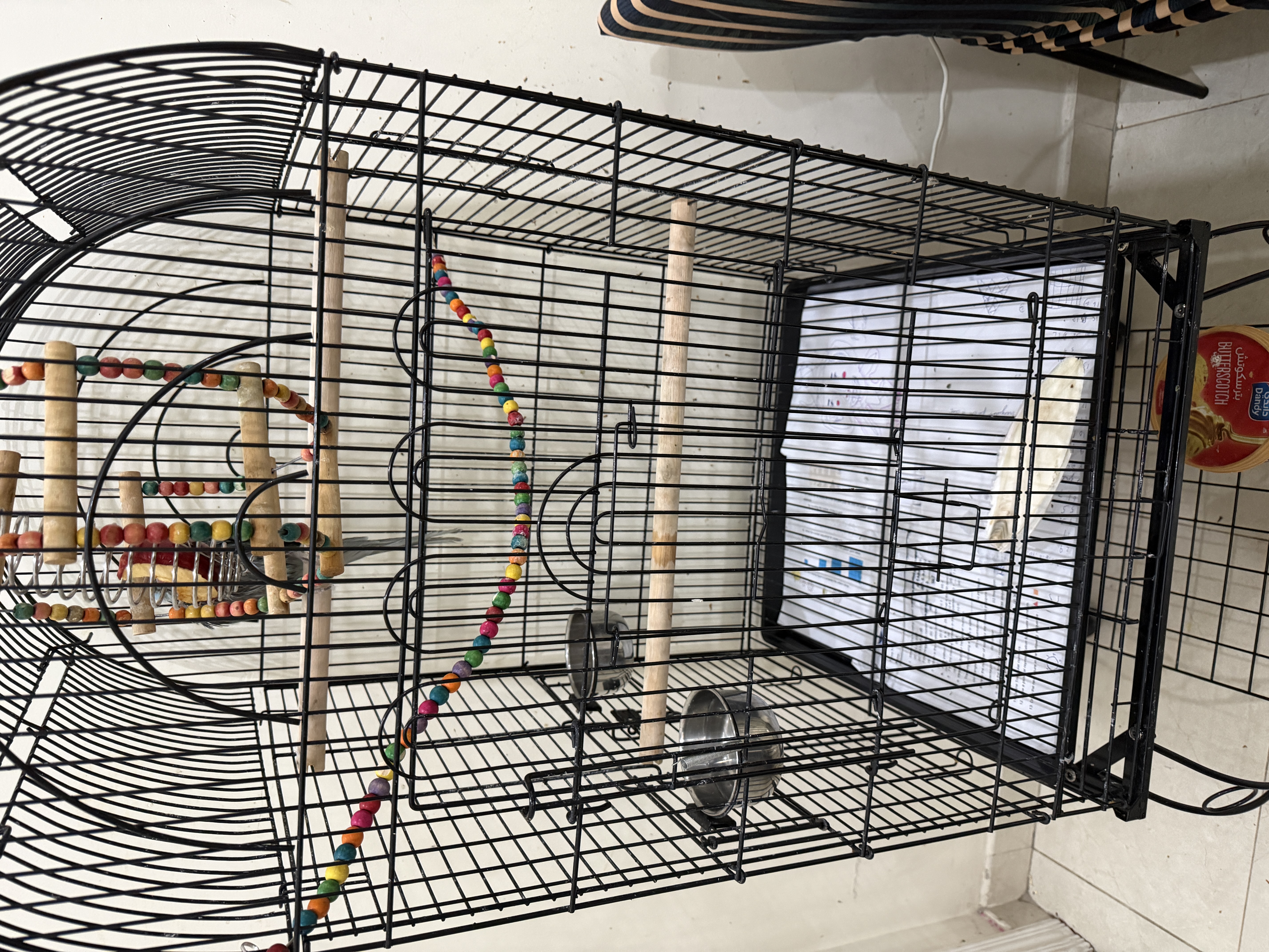 Parrots for Sale with Cages & Accessories - Image 2