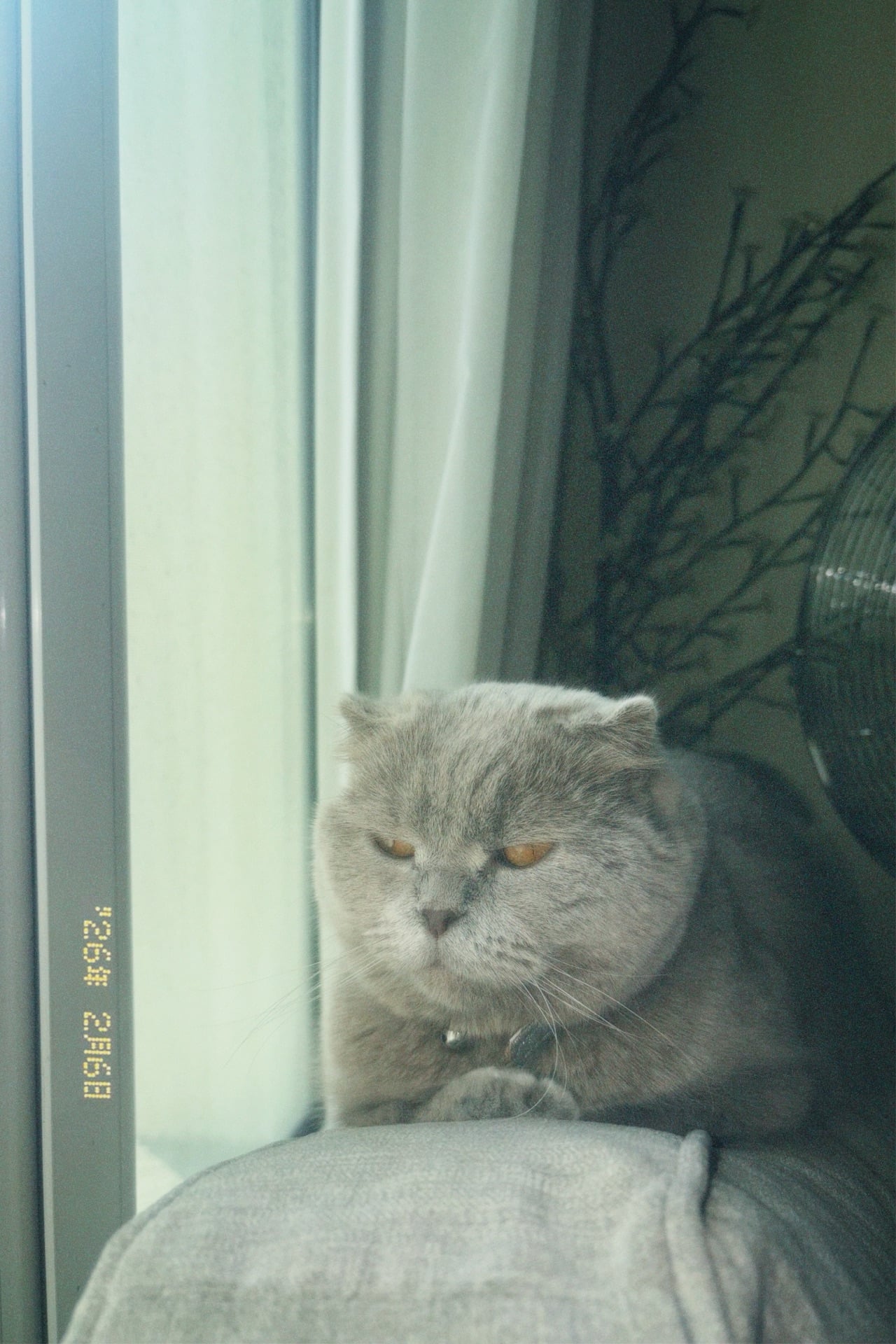 Two Scottish fold cats for adoption  - Image 3