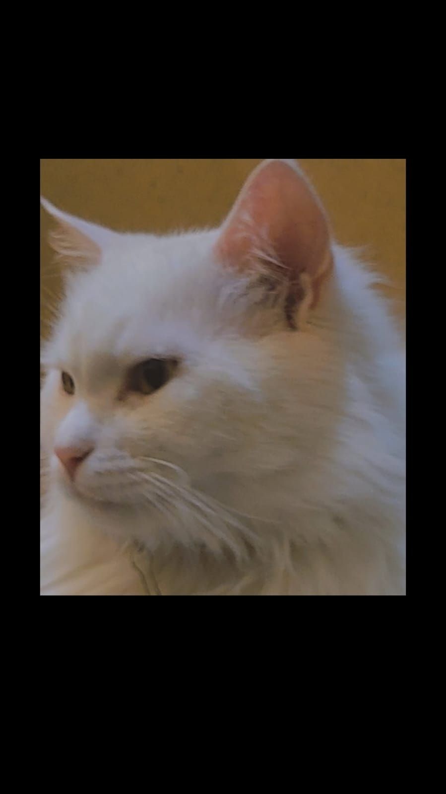 Two playful cats searching for a loving home - Image 5