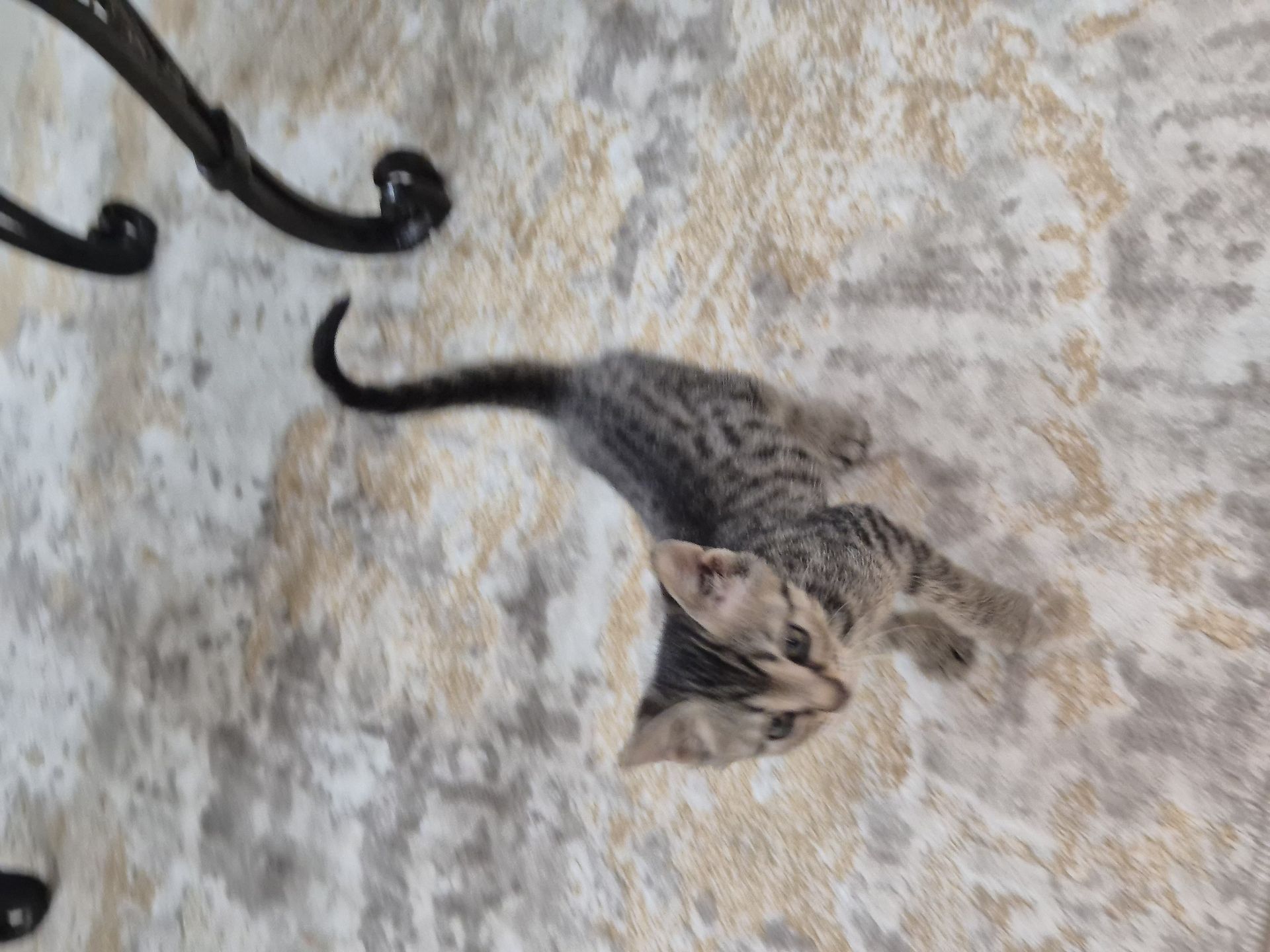 3 قطط صغيرة تبحث عن منزل جديد (مجاناً) - Image 8