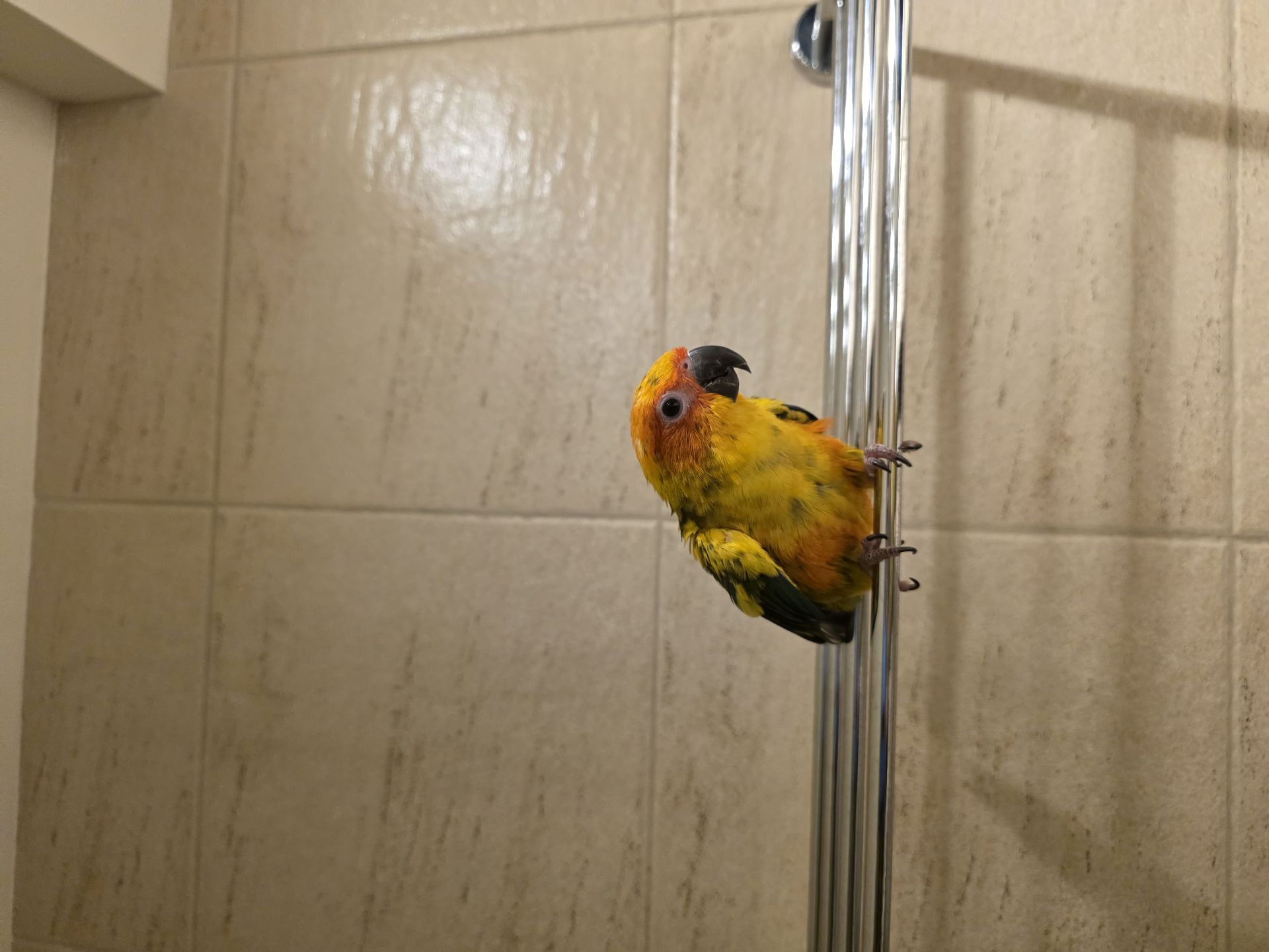 Mango parrot (sunconure) 8 months old - Image 10