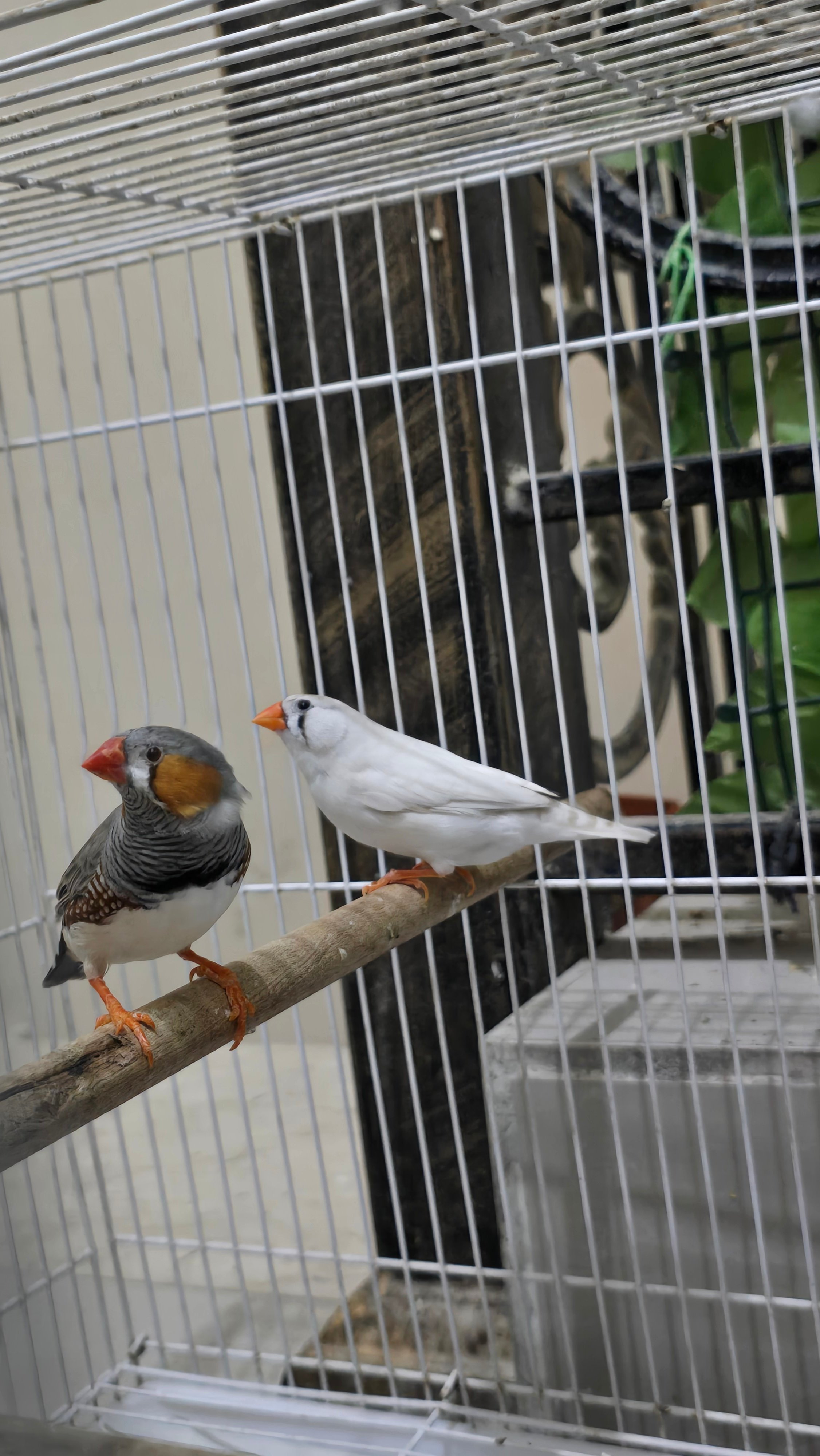 Bird (Finches) - Image 1