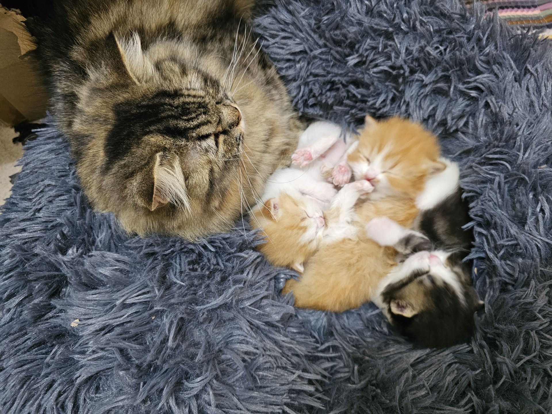 Adorable kittens - Image 4