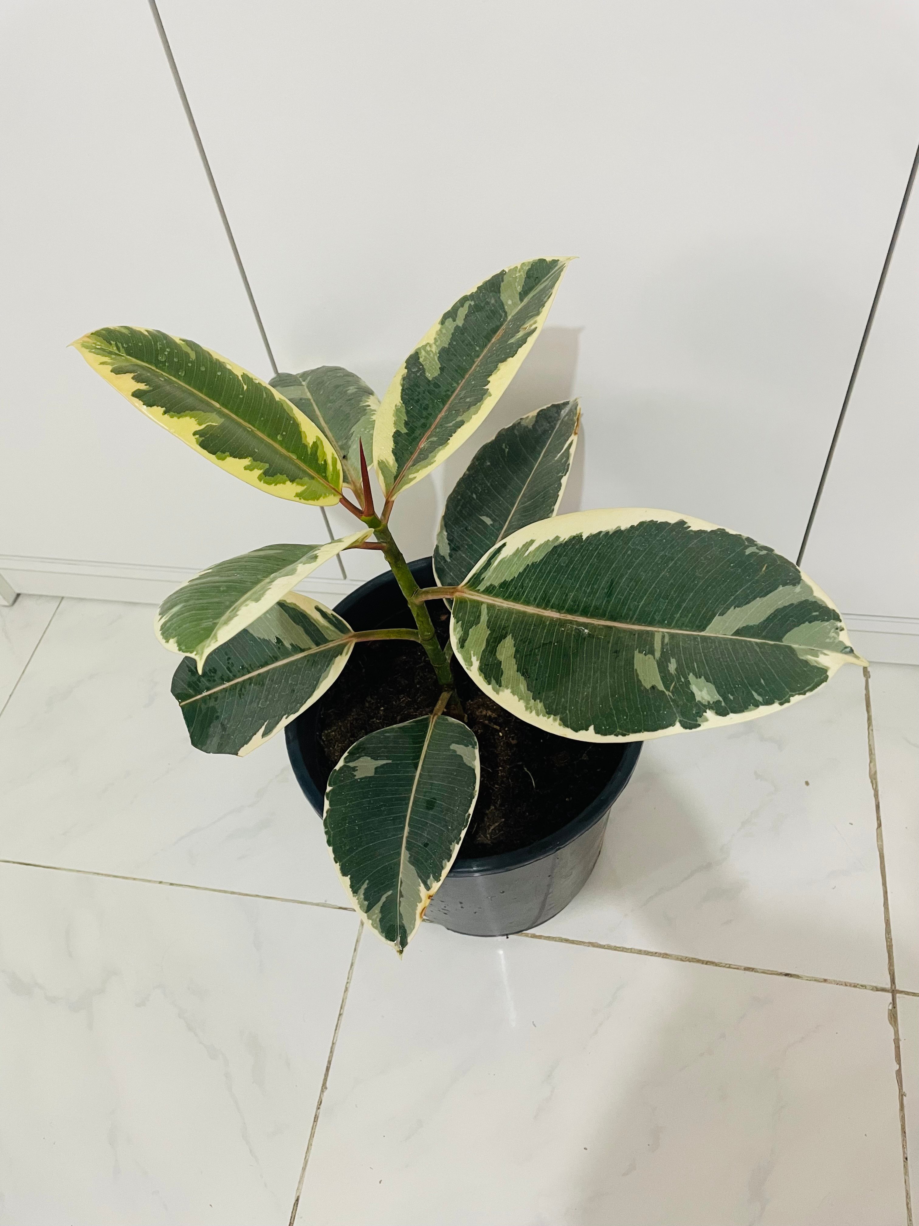 Indoor plants - Image 4