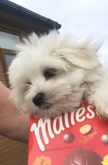  Teacup Maltese Puppiess - Image 5