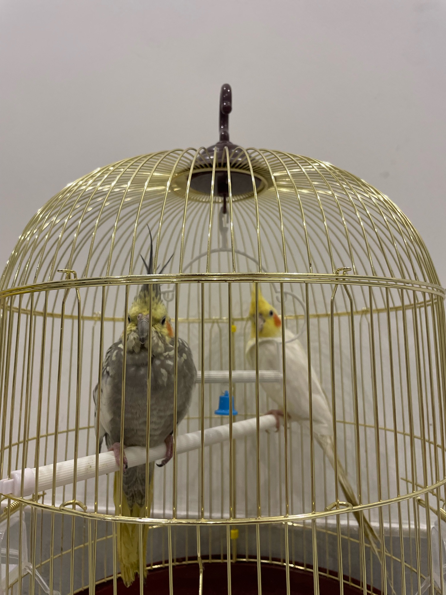 طائر كوكاتيلين (القفص مشمول) - Image 2