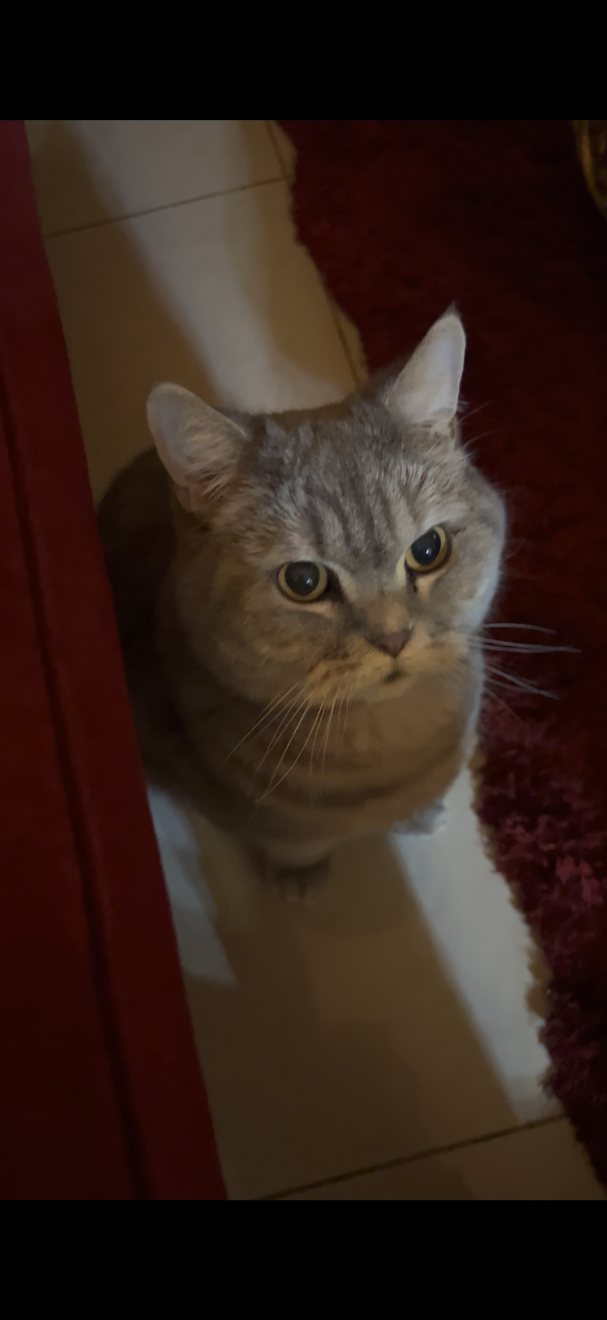 British short hair cat for adoption  - Image 6