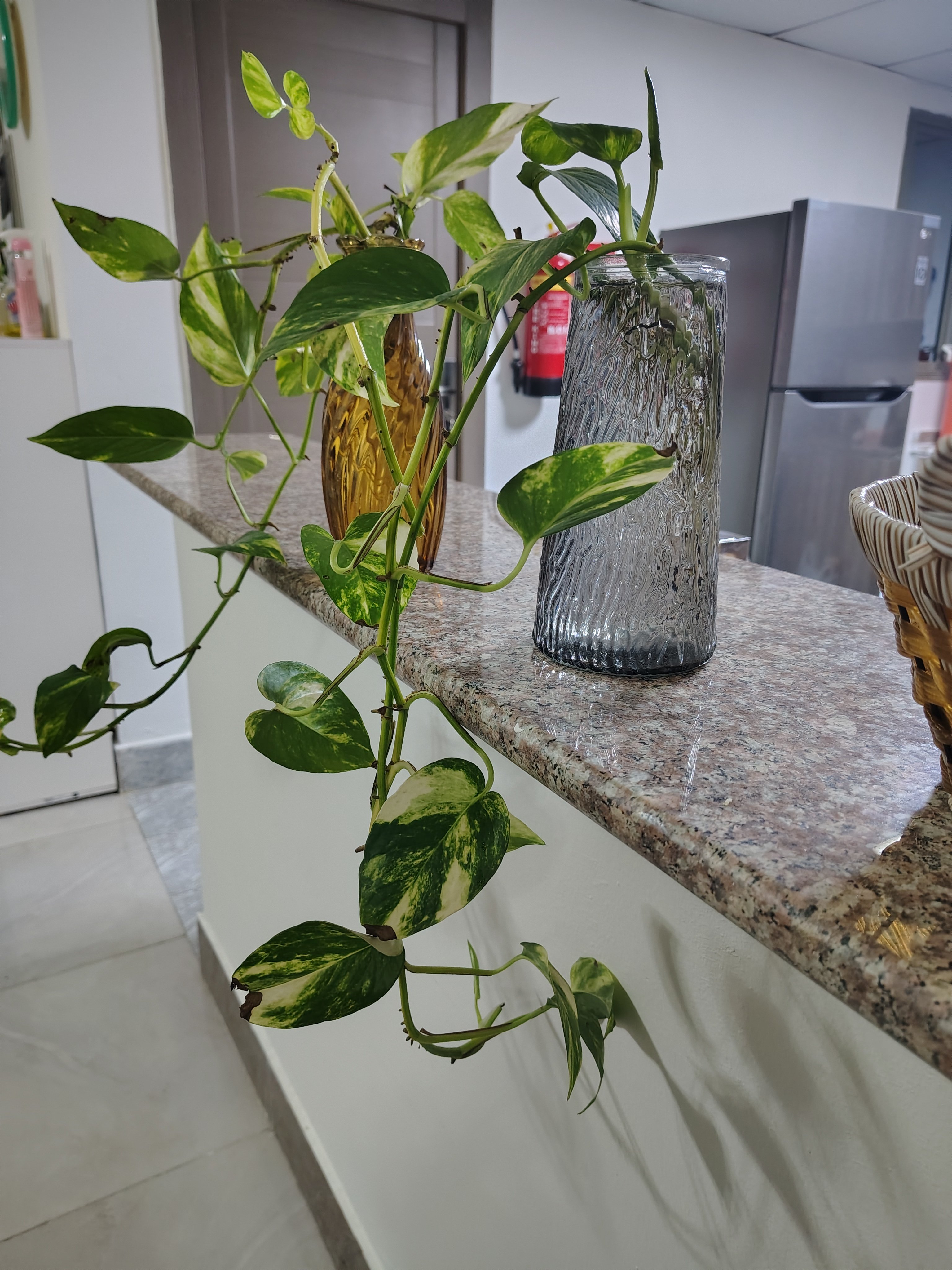 Money Plants for sale - Image 4