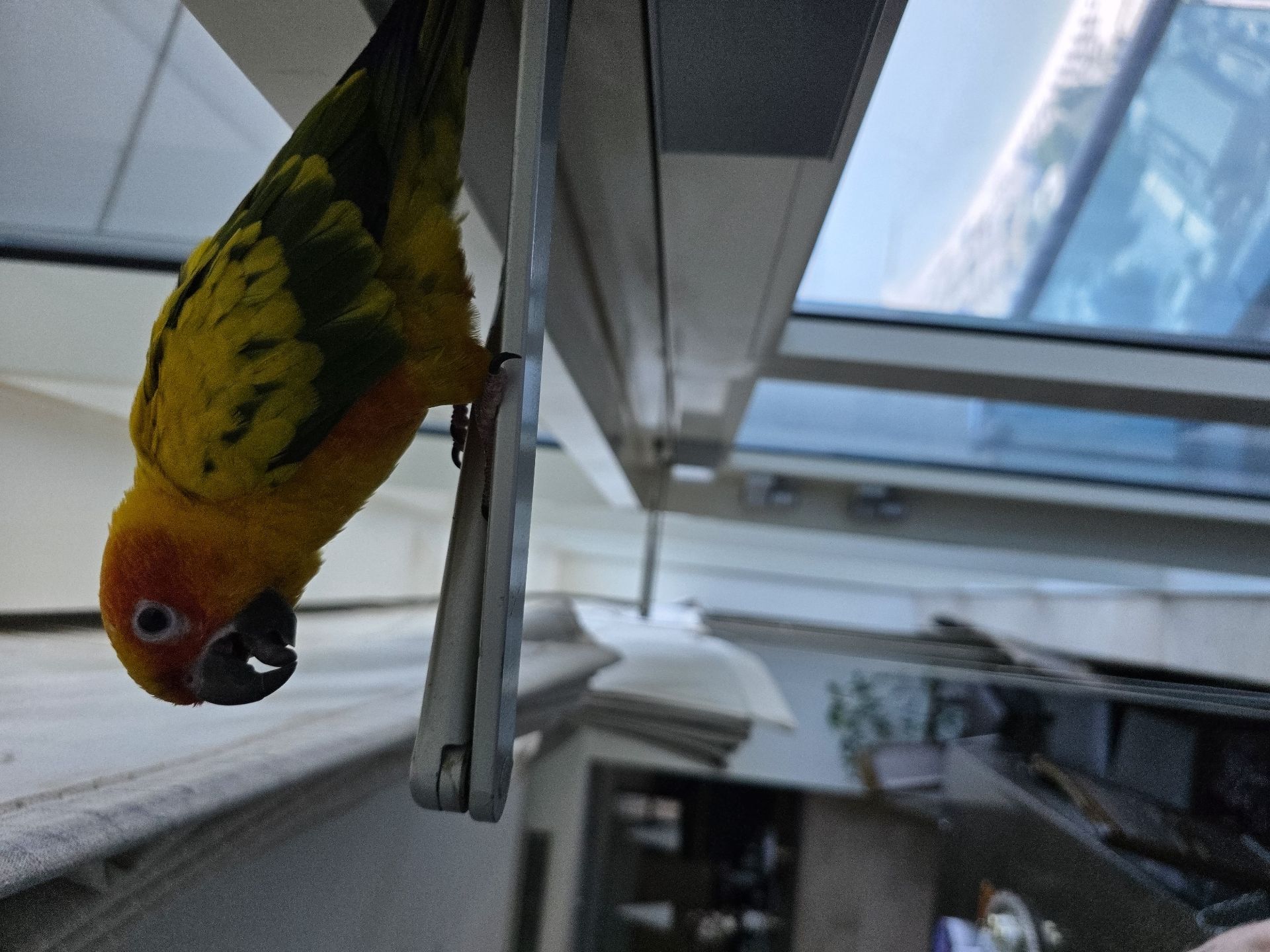 ببغاء Sunconure Mango - Image 7