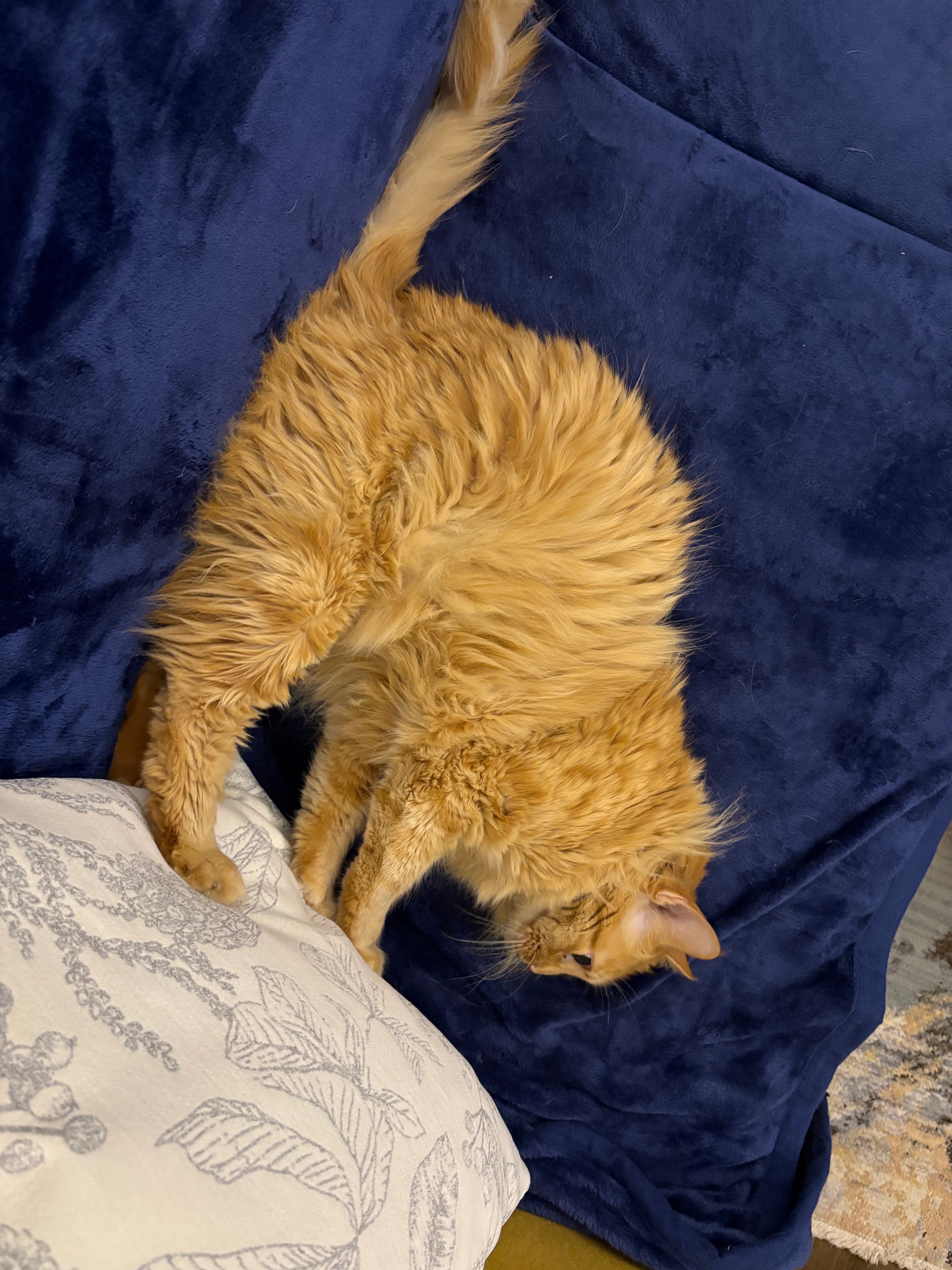 Domestic Cat for Rehome - Image 2