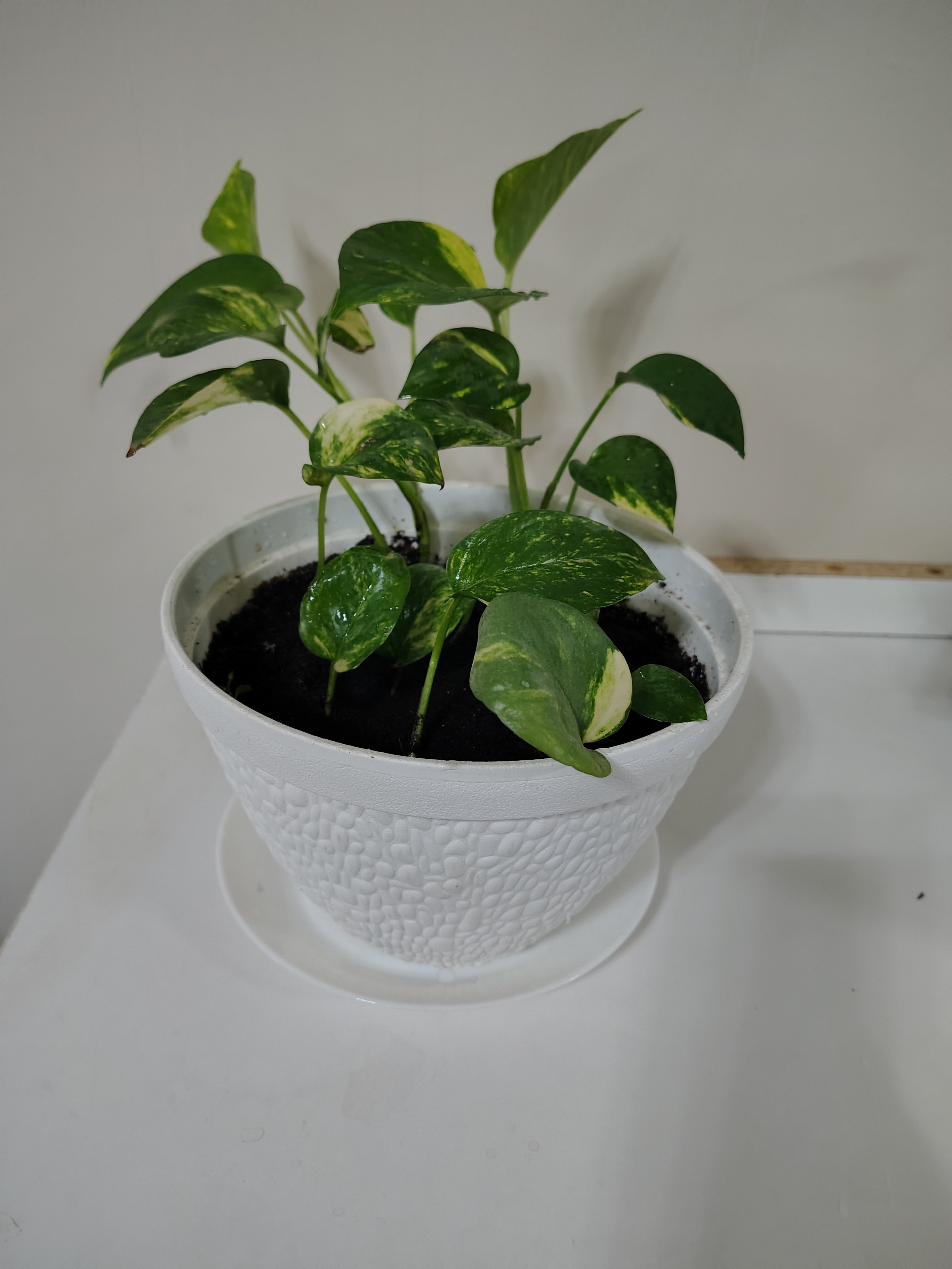 Money plants for sale - Image 1