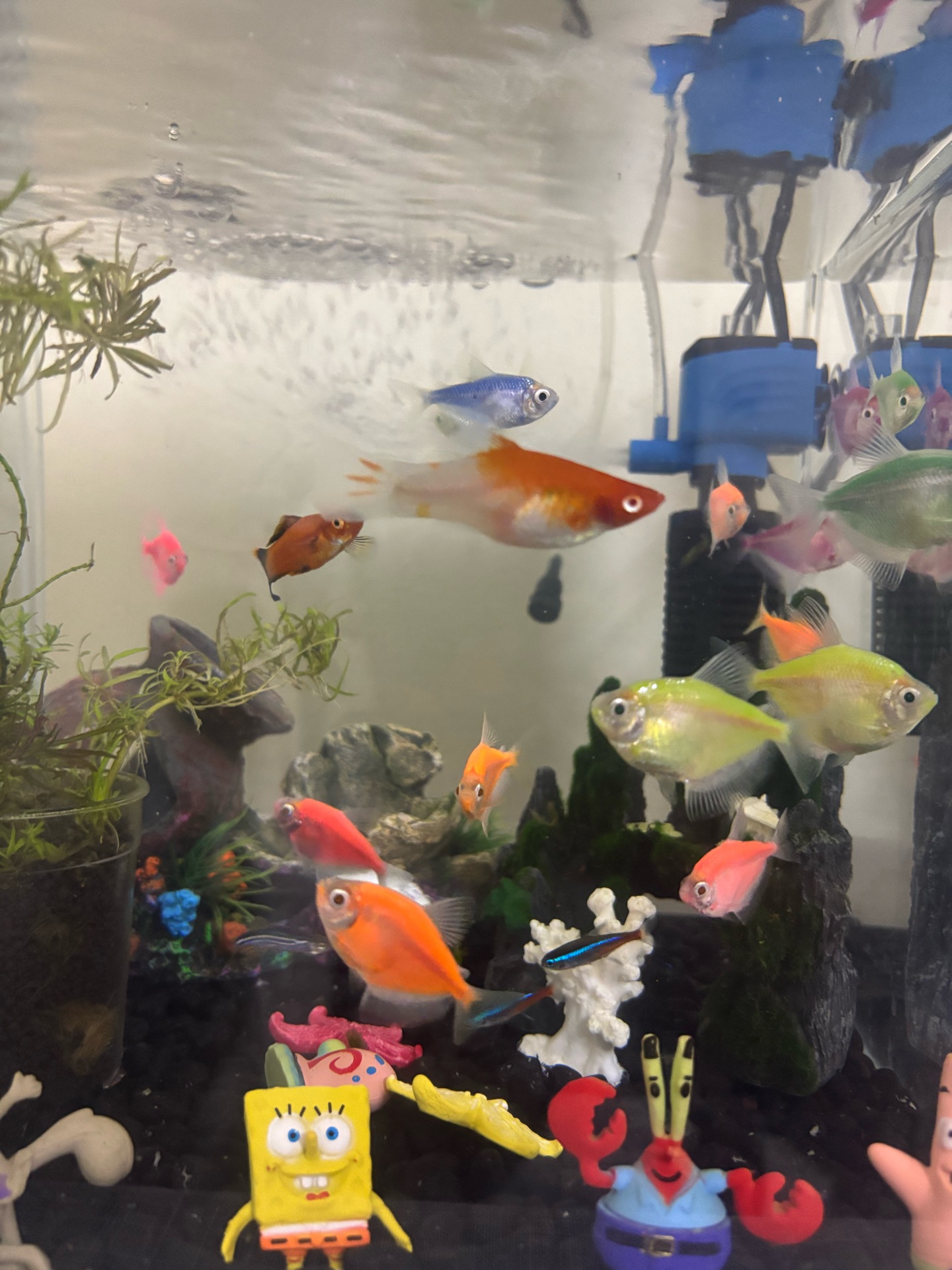 15 fish - Image 4