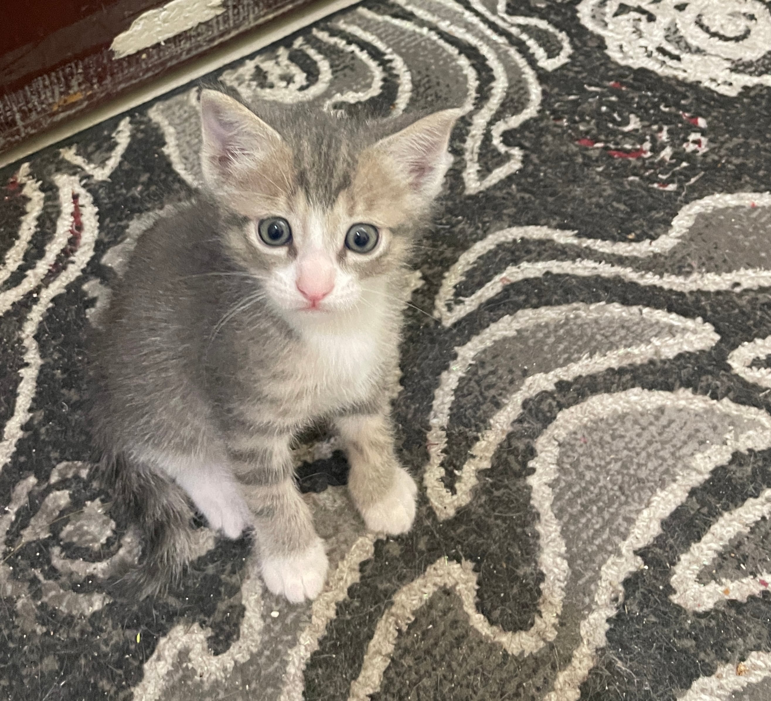 4 🐱 kitten both male & Female for adoption FREE  - Image 2