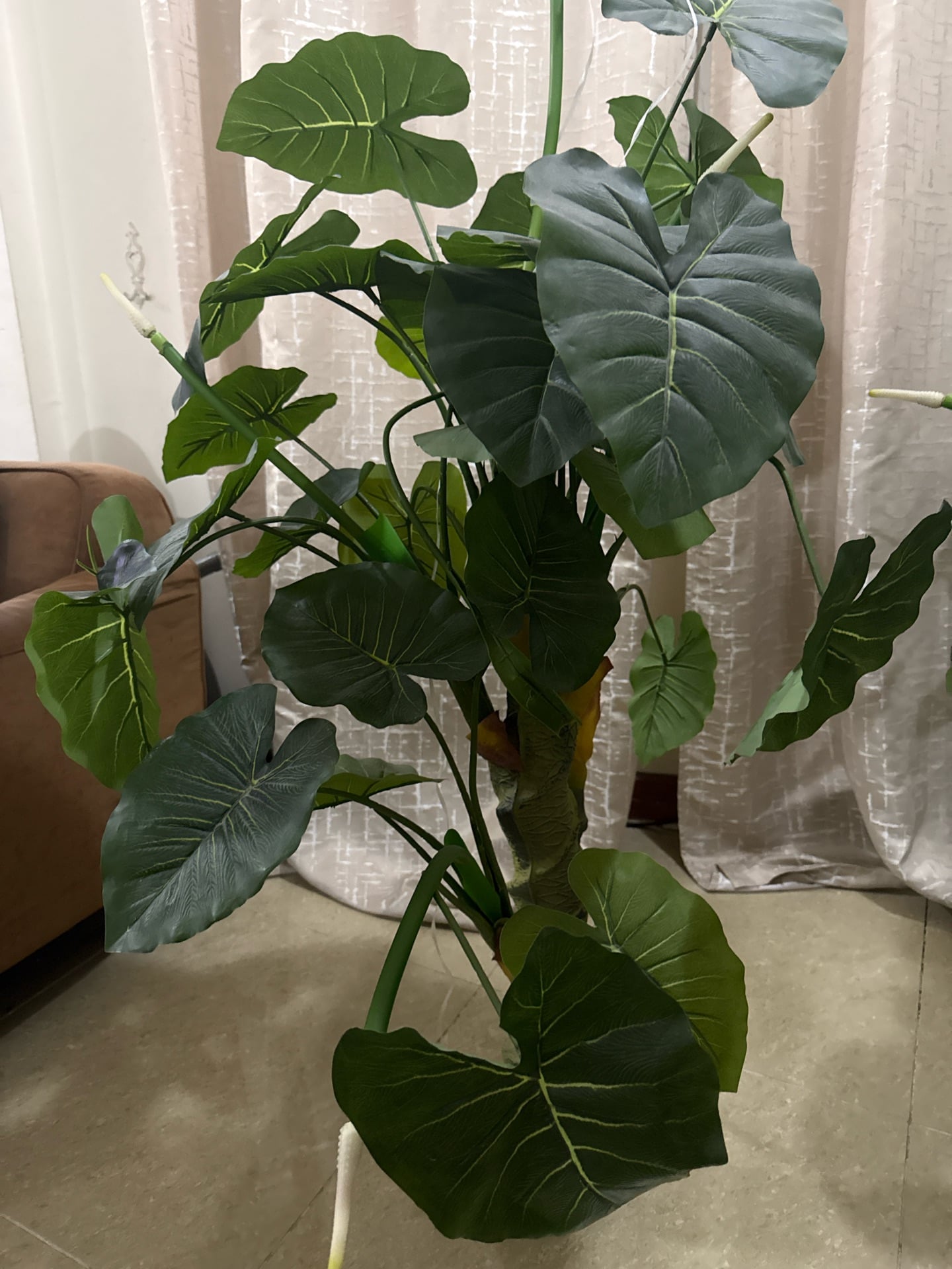 Tree from home center  - Image 4