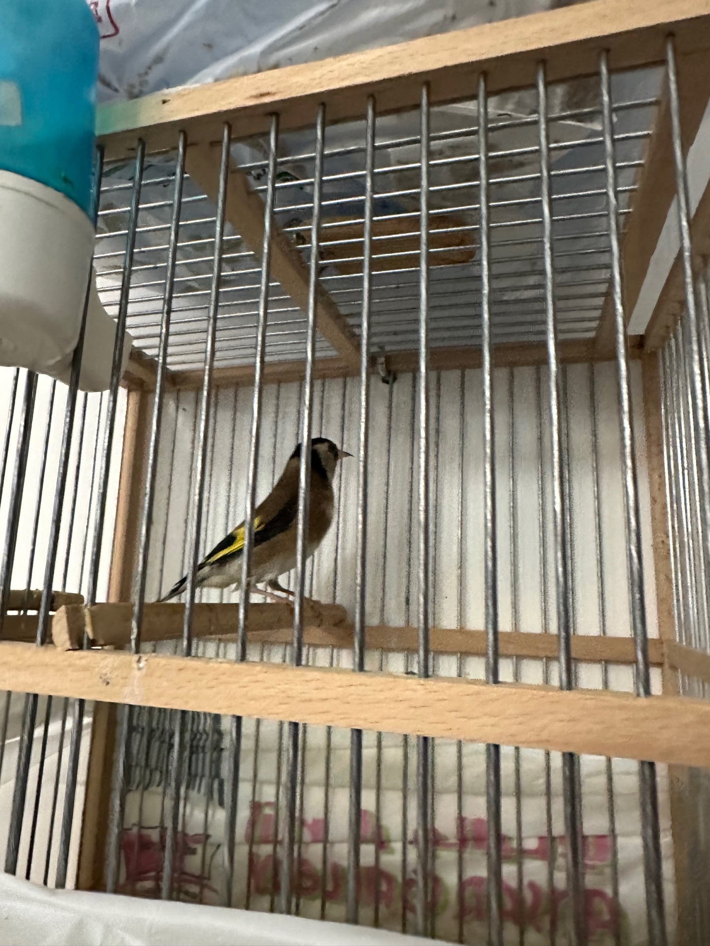 Hassoun female bird - Image 1