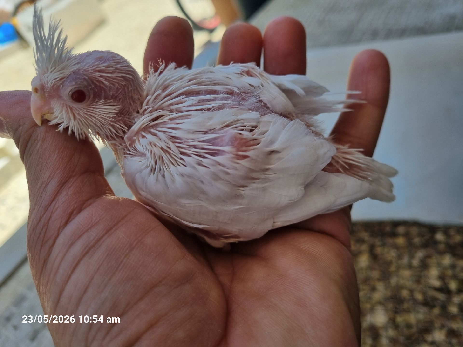 Cocktail Chick Albino فروخ كوكتيل ألبينو - Image 1