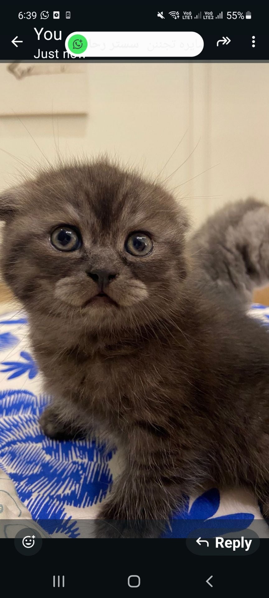 Scotshfold  kitten  - Image 4