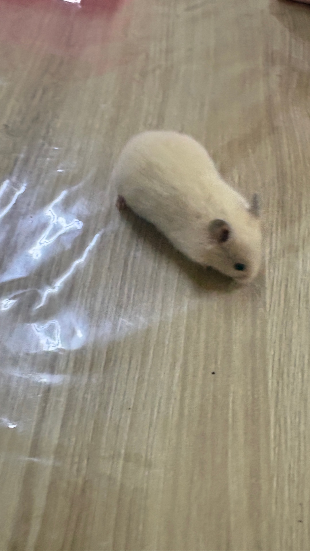 Hamsters for sale - Image 2