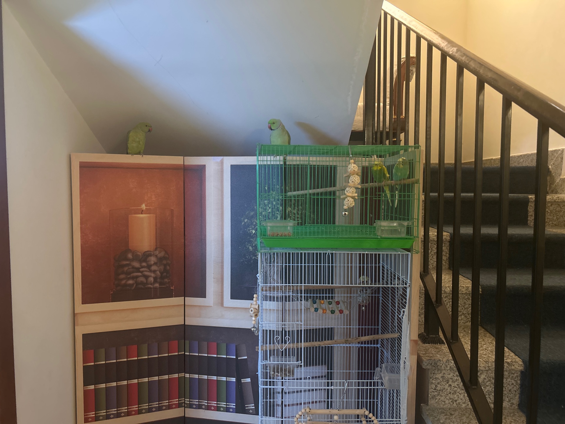 Ringneck and lovebirds بغباء درة وطيور الحب - Image 3