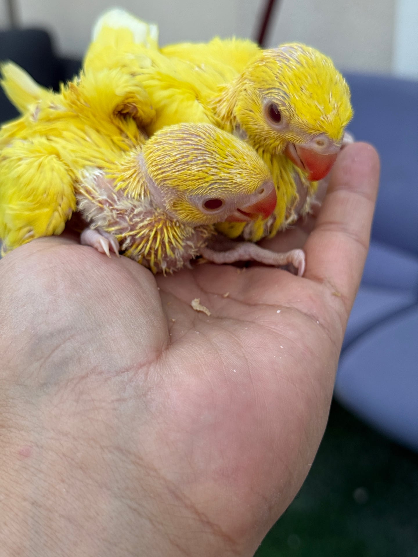 parrot ringneck yellow babies for sale big size18 to 20 days best age for traini - Image 1