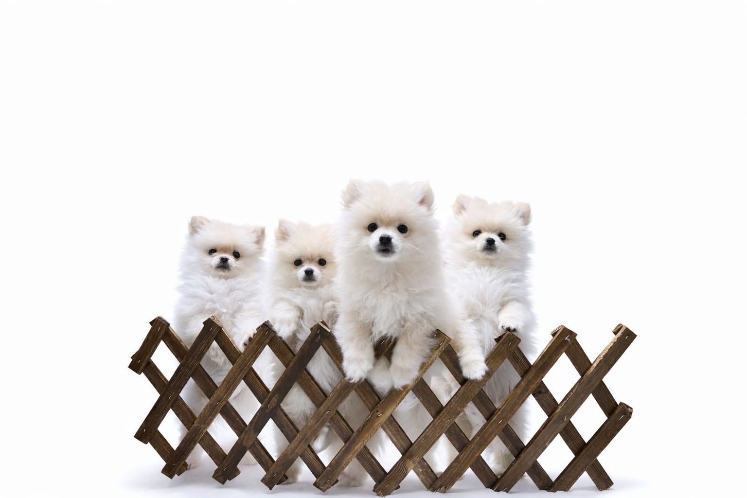 Adorable 8-Week-Old Pomeranian Puppies – Ready for New Homes - Image 4