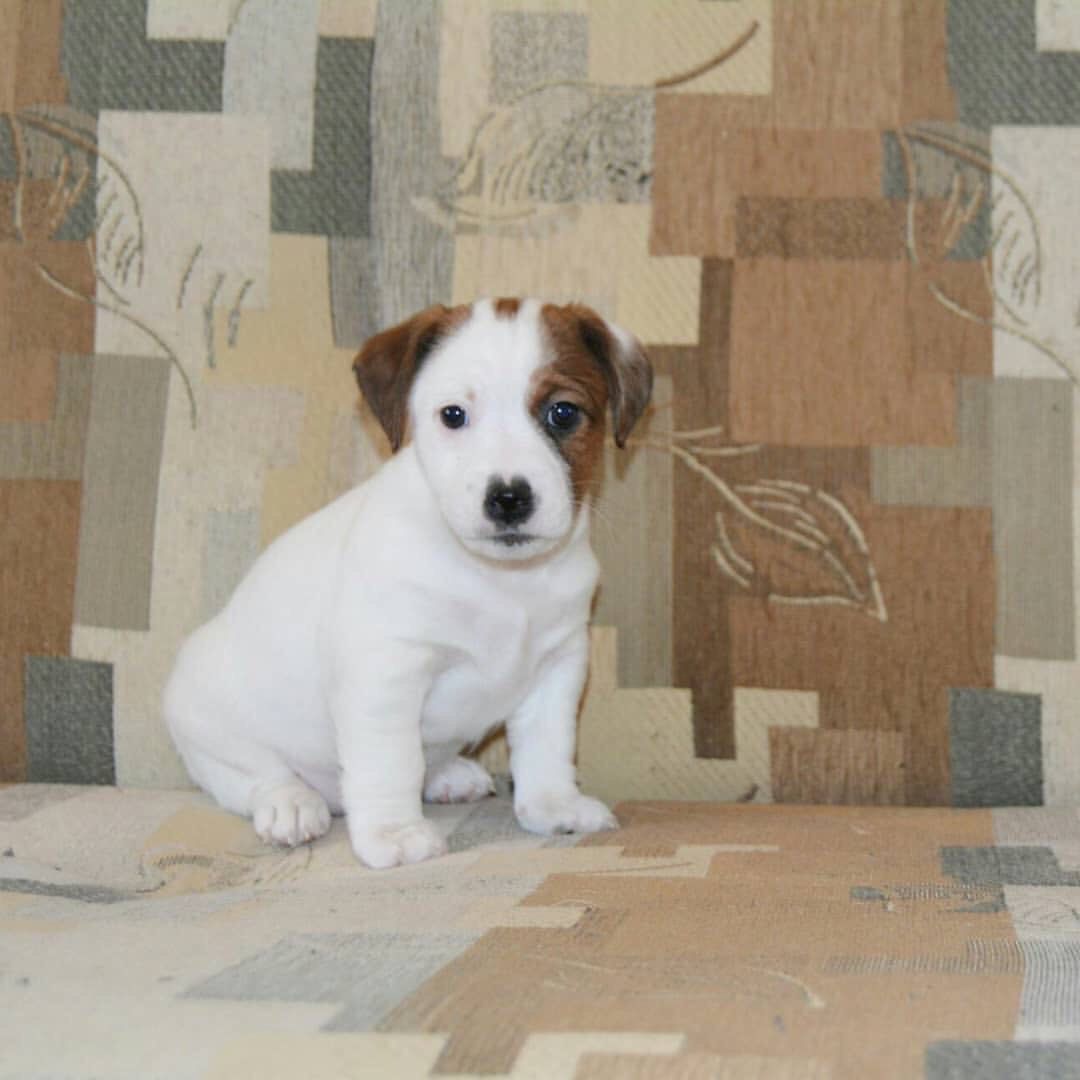 Jack Russell puppy  - Image 3
