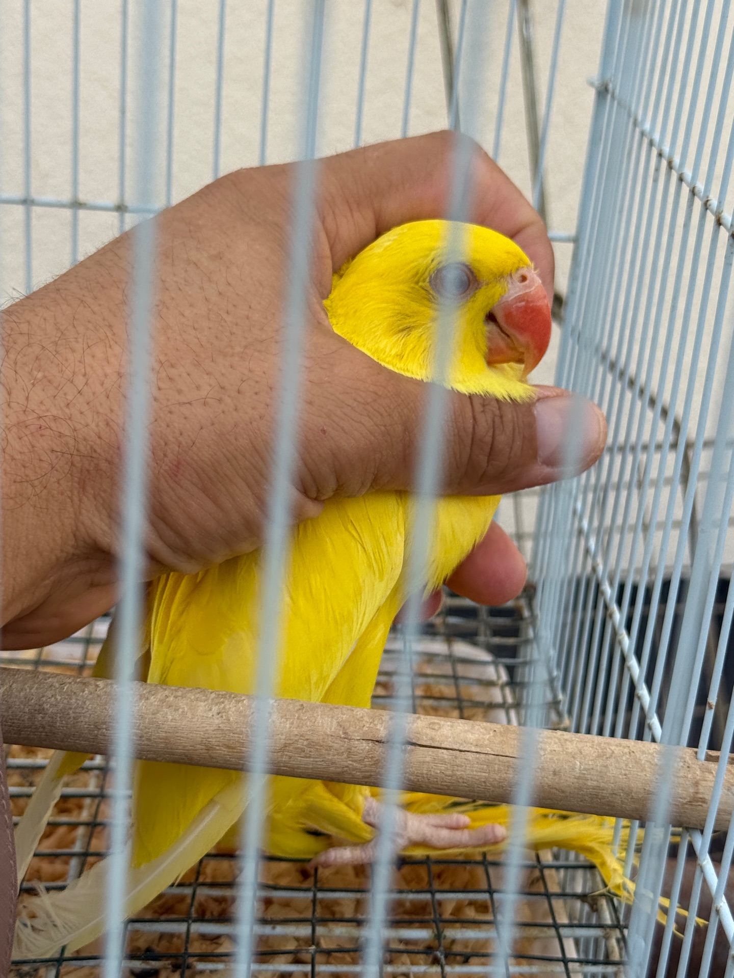 parrot ringneck yellow 2months best age for training  - Image 6