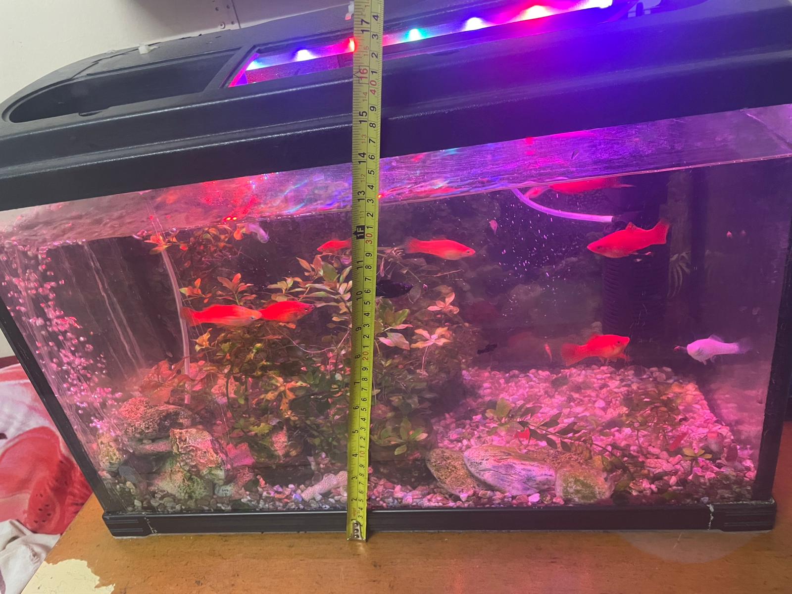 حوض سمك عاجل (يشمل أسماك وملحقات) للبيع بسبب السفر خارج البلاد! 🐠 - Image 2
