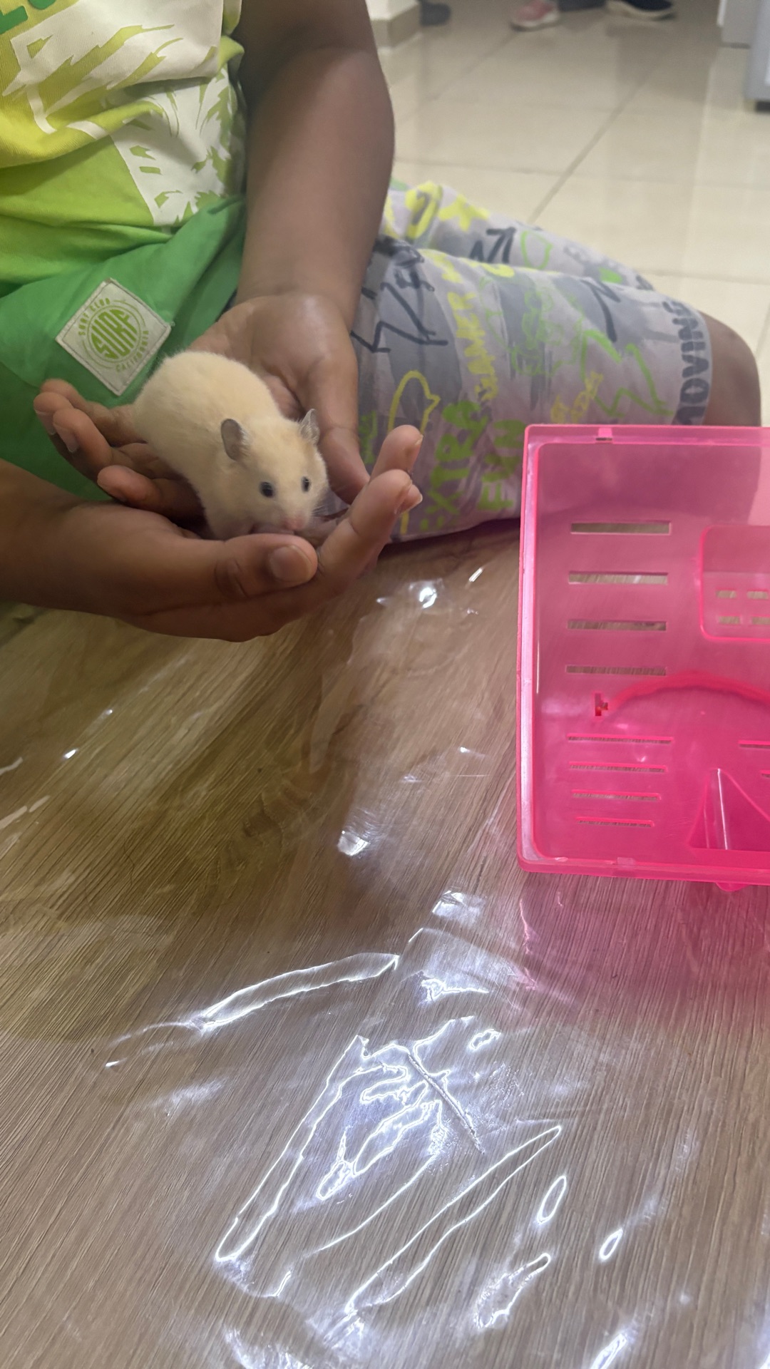 Hamsters for sale - Image 4