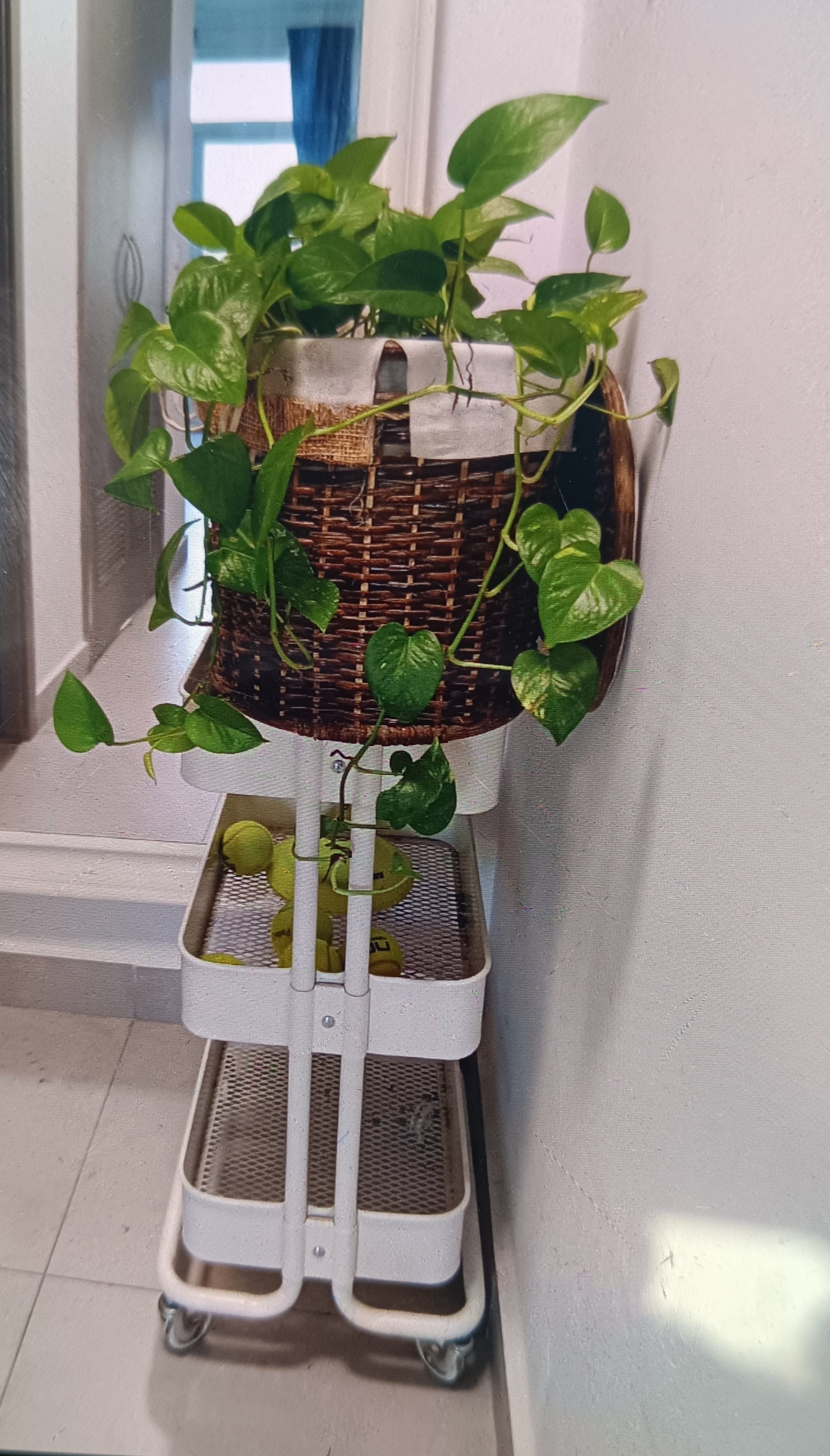 Plants - Image 2